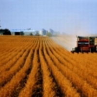 Фермерское хозяйство